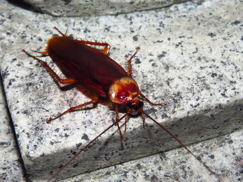 Cancrelat Tout Savoir Sur Cet Insecte Nuisible Anti cafard